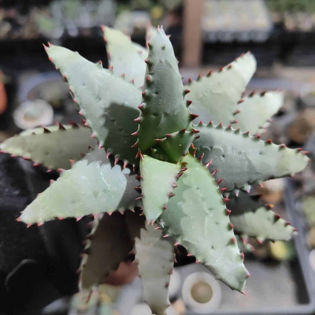 アロエ　コニフェラ✕カスティロニア　短葉選抜　大株