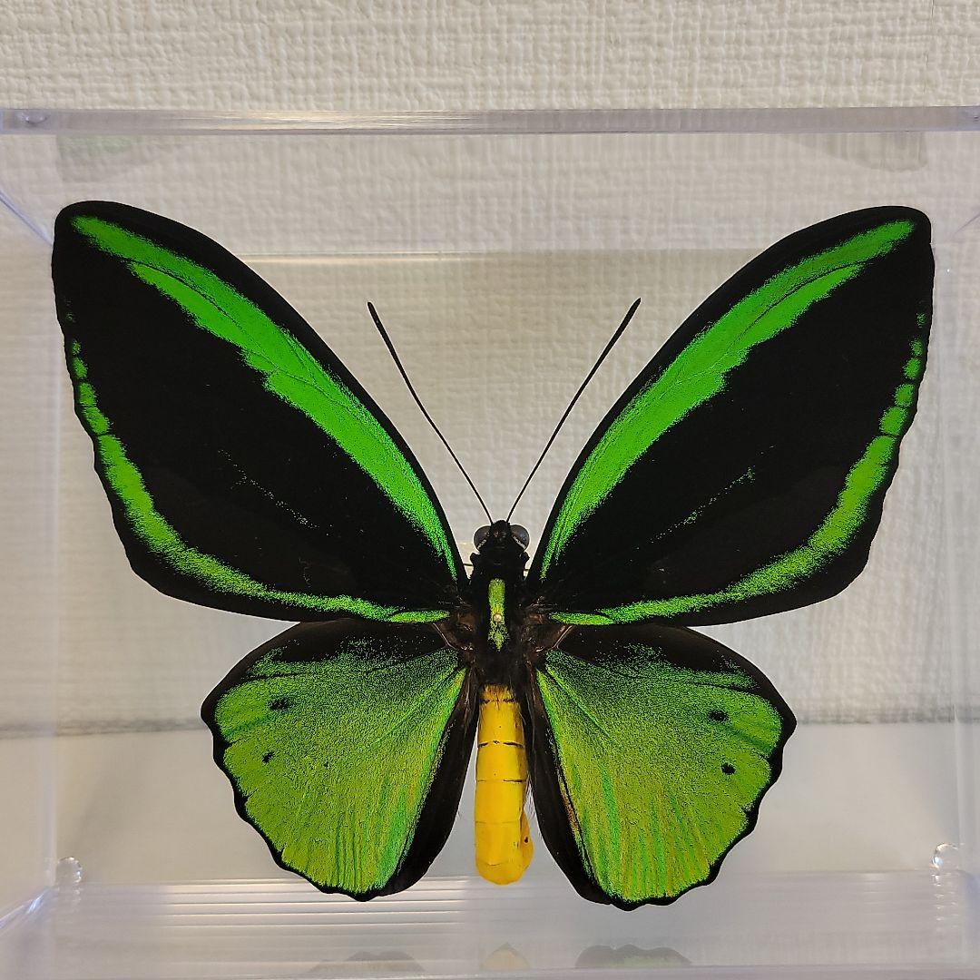 蝶の標本 トリバネアゲハの世界(AA) - メルカリ
