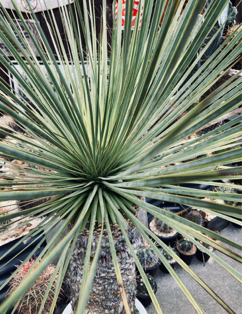 耐寒性ユッカロストラータ幹立ち大株◇南国ドライガーデン多肉サボテン