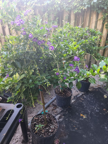 Duranta Saphire Shower tree | Trish'sTabebuiaSeeds