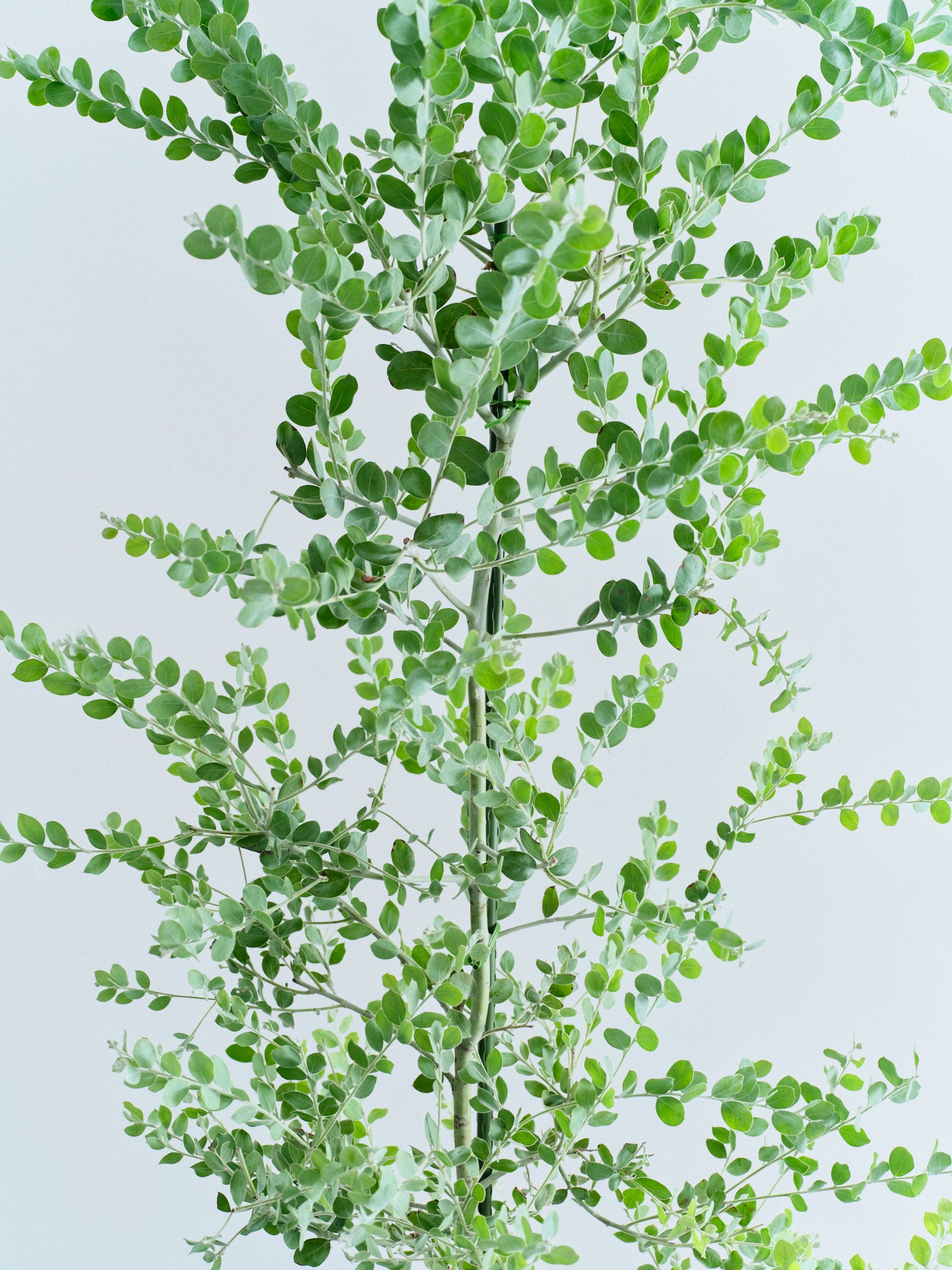 セルパさん専用 パールアカシア 2本同時購入価格 セルパさん専用