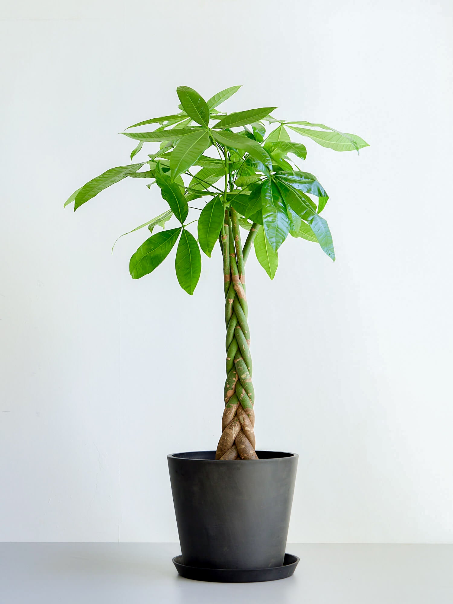 パキラ ねじり L | 観葉植物の通販 AND PLANTS (アンドプランツ)