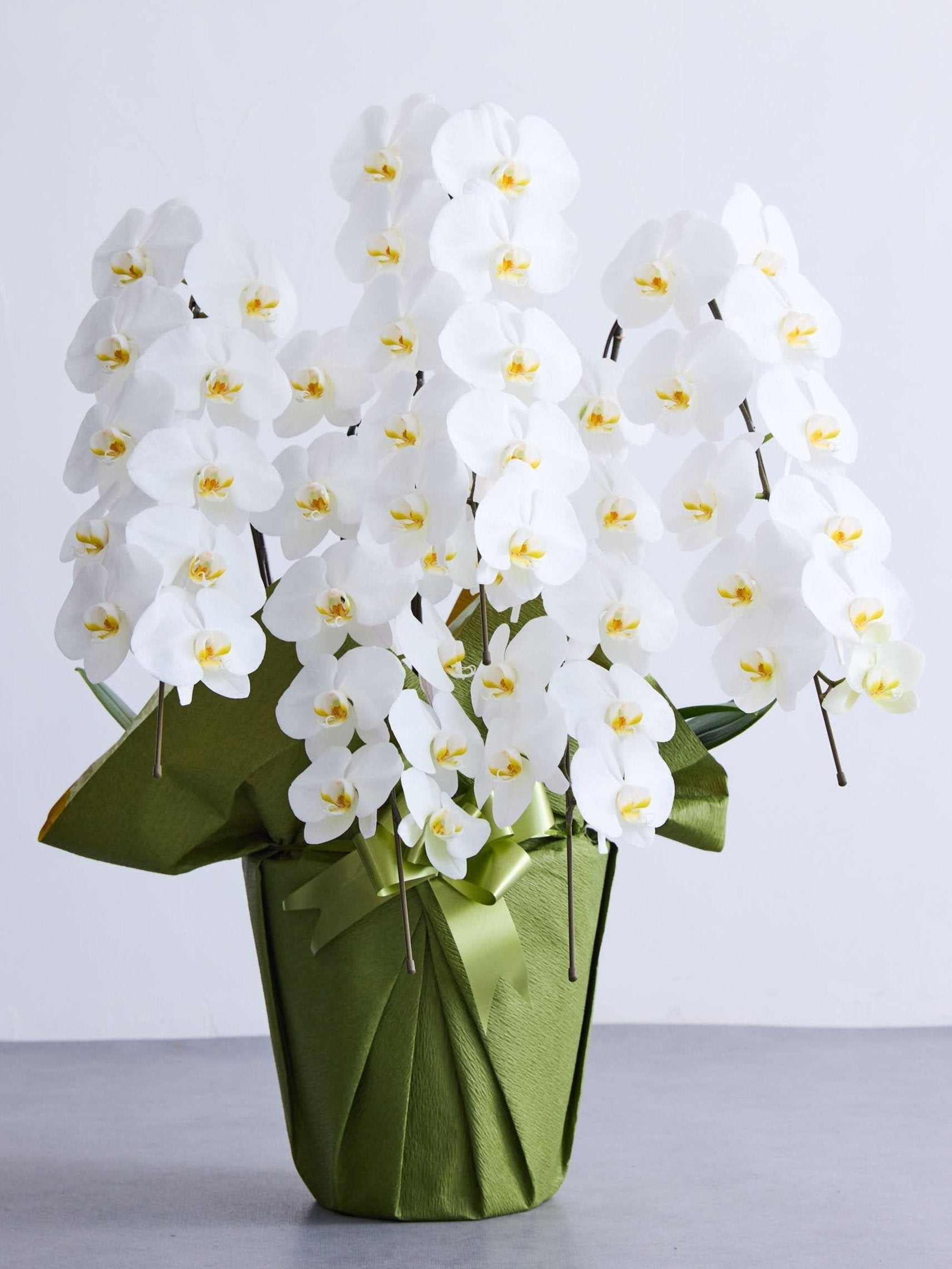 胡蝶蘭 5本立 50輪以上 -green- | 観葉植物・お花の通販 AND PLANTS