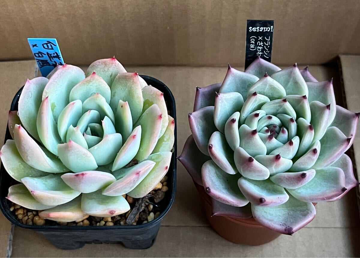 多肉風月さん おらいさん TYさん 3苗セット 札付き おらいさん苗 札