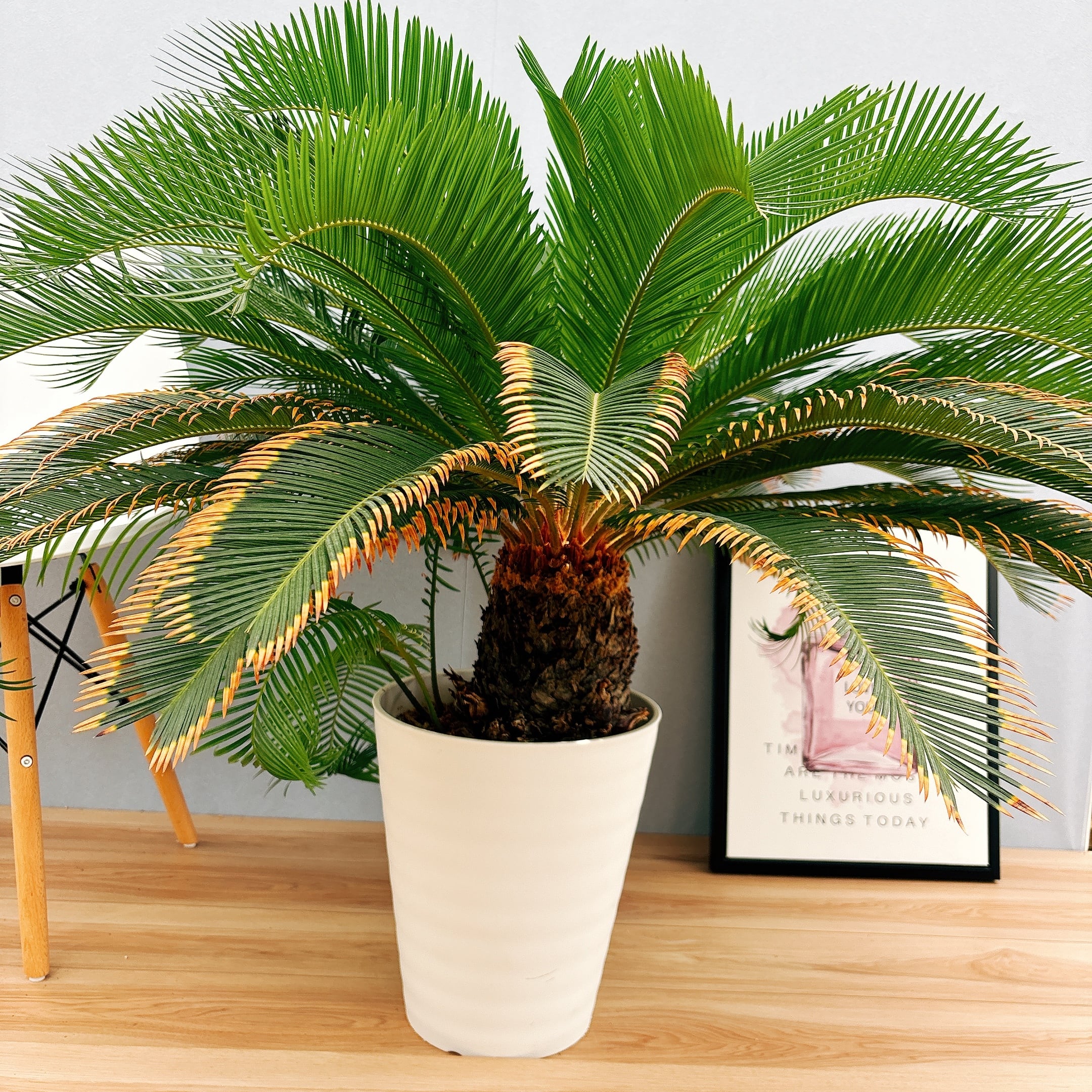 現品］美株！【希少】キンカン ソテツ 斑入り 10号 金環 蘇轍 観葉植物