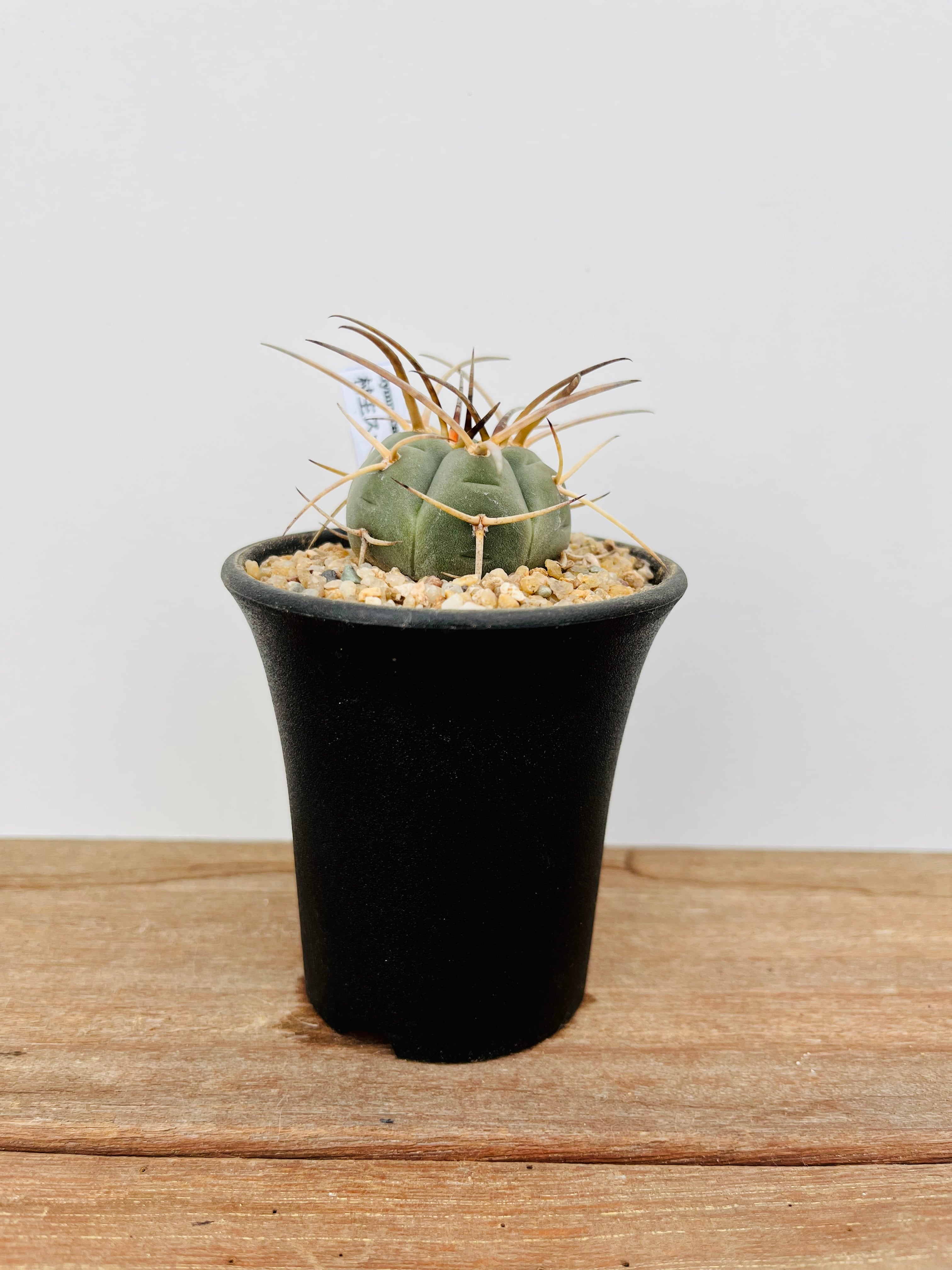 Gymnocalycium cardenasianum ギムノカリキュウム 村主スーパー光琳玉