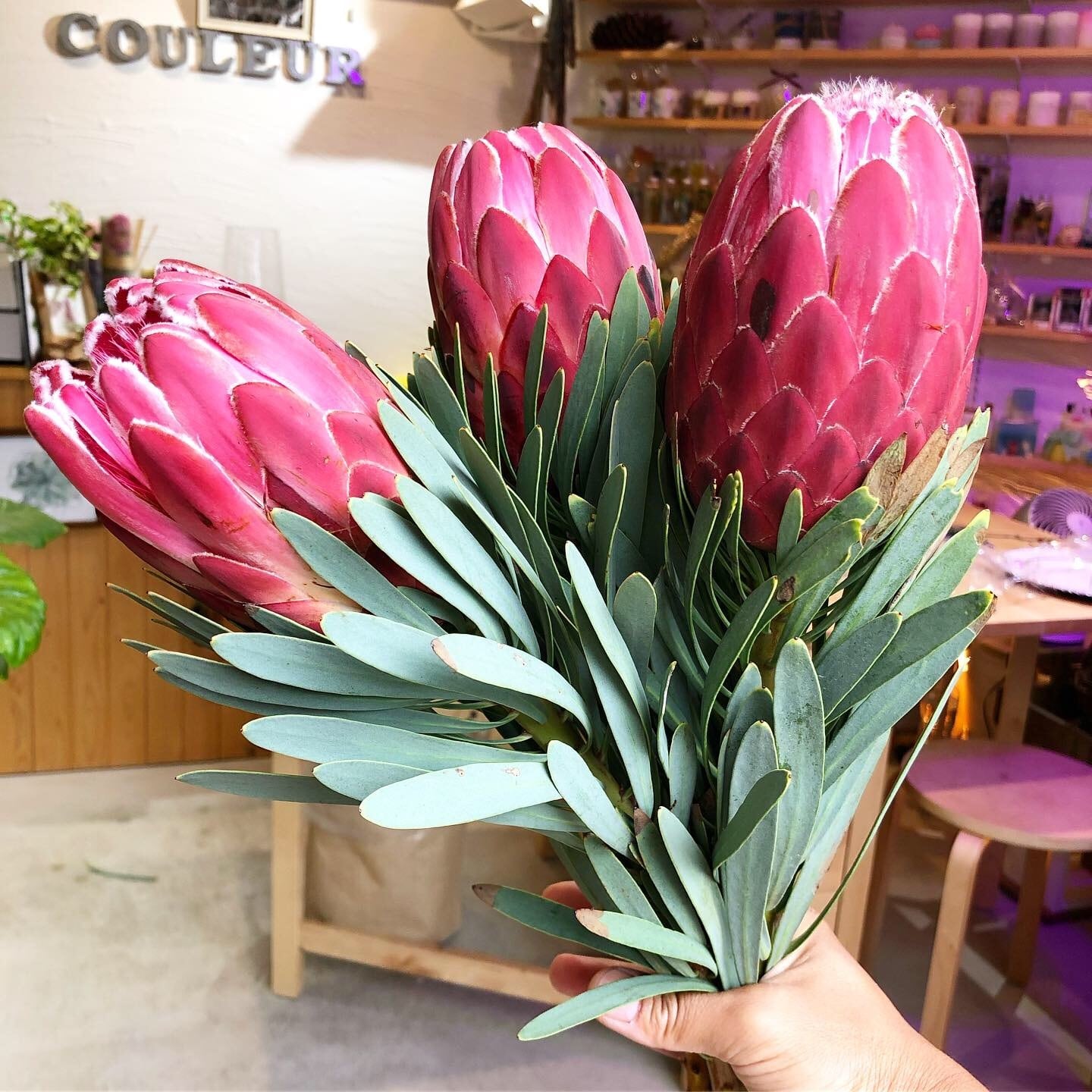 プロテア ヴィーナス | クルール プランツ couleur plants