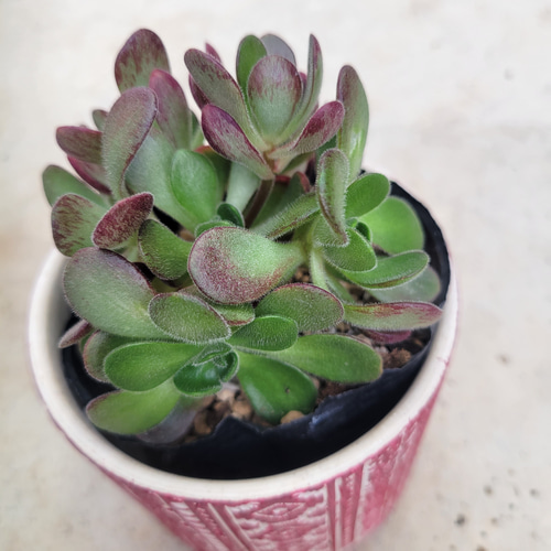 多肉植物❤アエオニウム❤アドニス サンデルシー❤抜き苗 その他